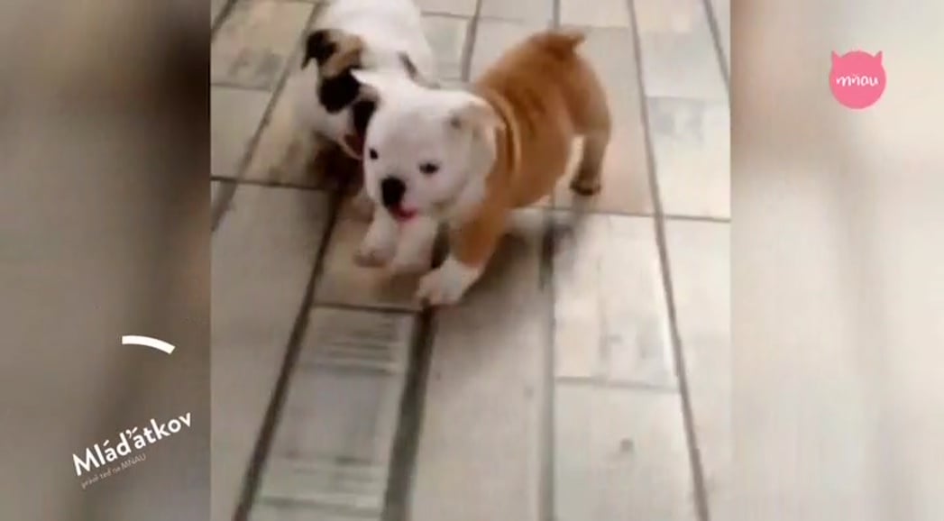 Nejzajímavější satelitní kanály v březnu 2017