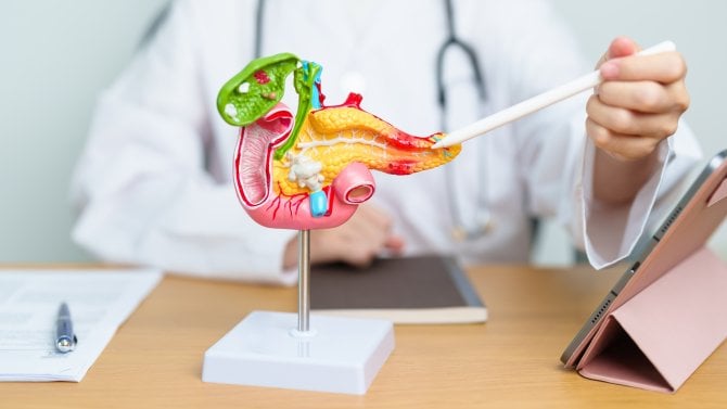 Model slinivky břišní