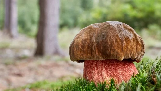 Neoboletus luridiformis, dříve také známý jako Boletus luridiformis a (nesprávně) jako Boletus erythropus, je houba z čeledi hřibovitých.