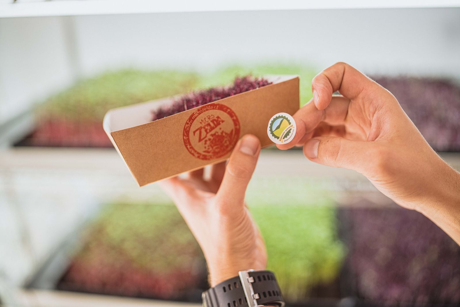 Micro Zelda: Tomáš Lecián pěstuje microgreens