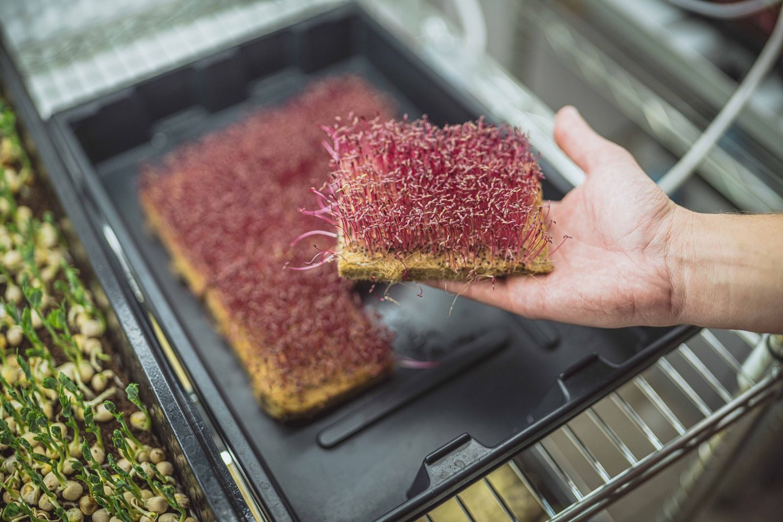 Micro Zelda: Tomáš Lecián pěstuje microgreens