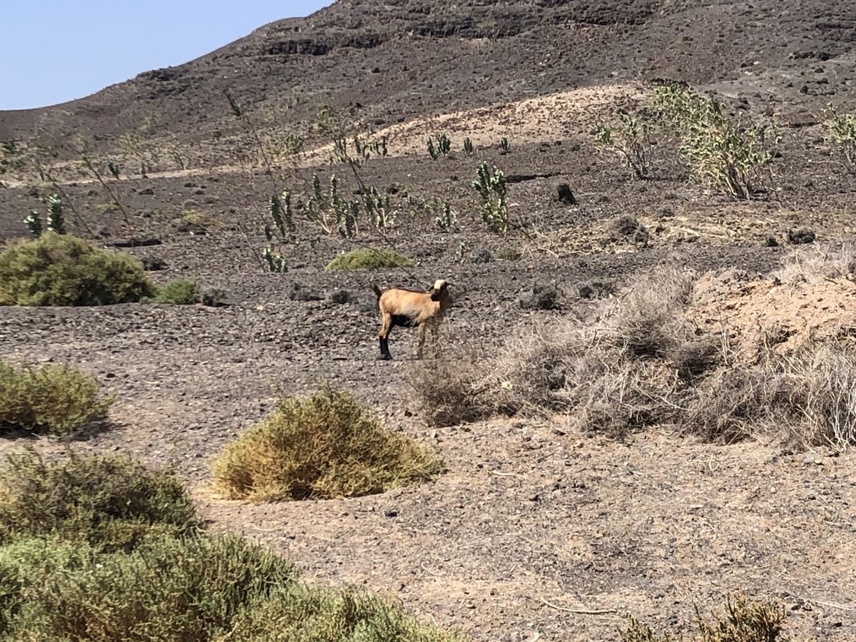 Na Kanárských ostrovech: pouštní ostrov Fuerteventura