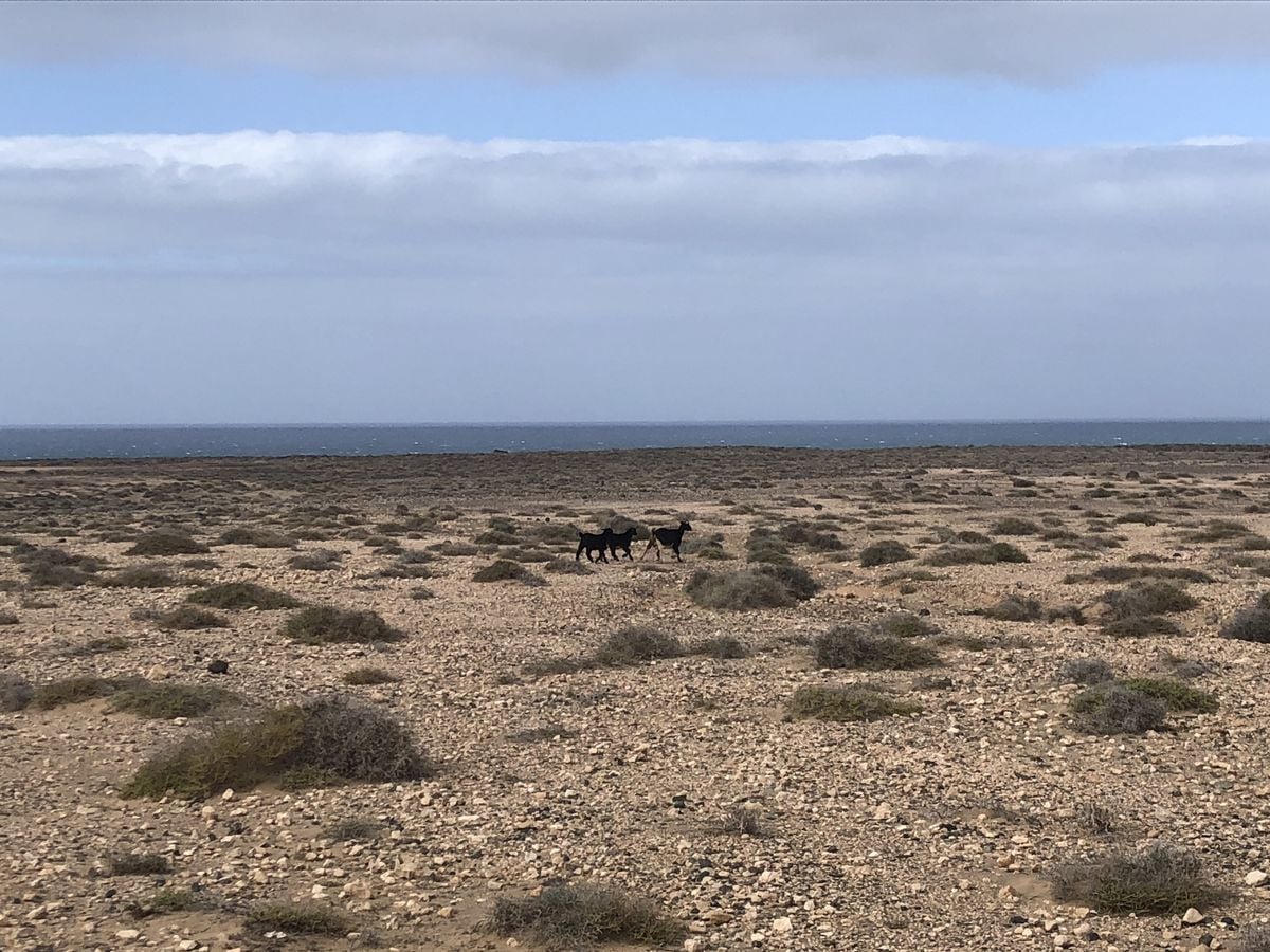 Na Kanárských ostrovech: pouštní ostrov Fuerteventura