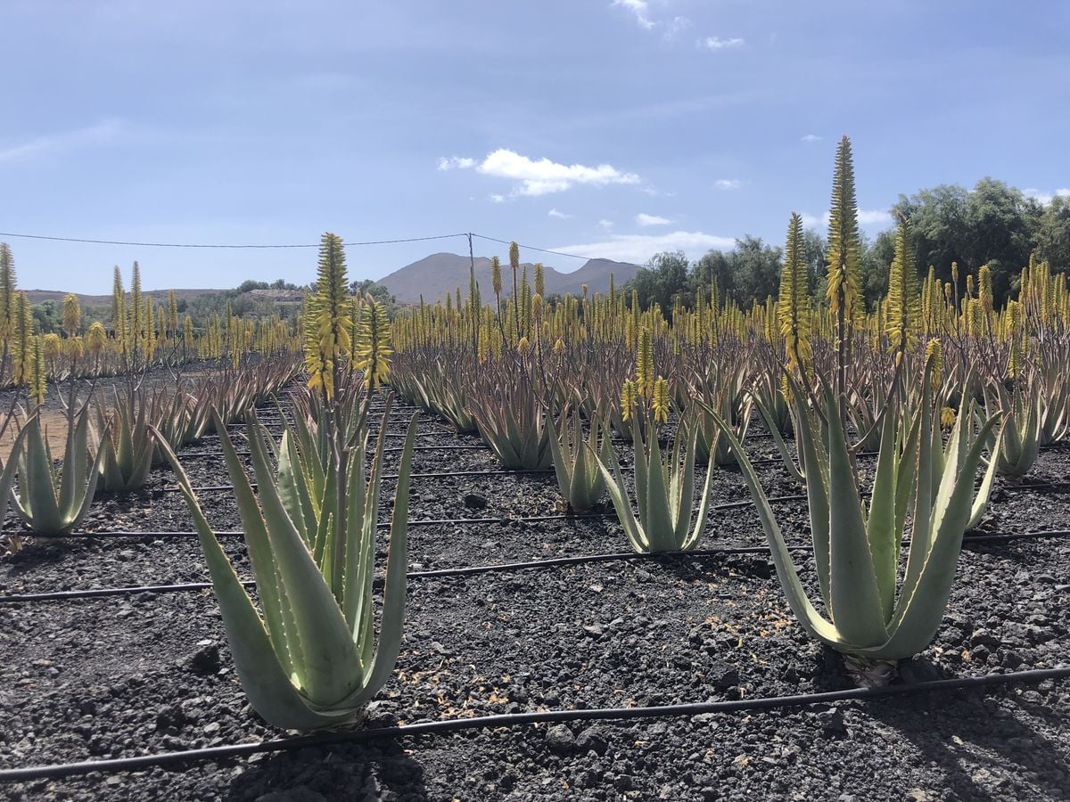 Na Kanárských ostrovech: pouštní ostrov Fuerteventura