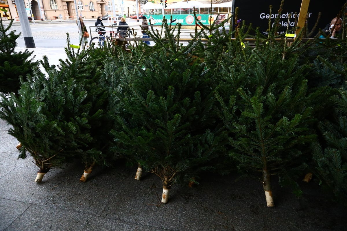 Prodej vánočních stromků