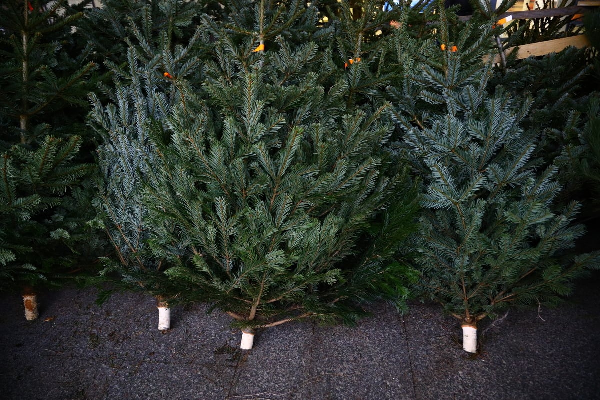 Prodej vánočních stromků