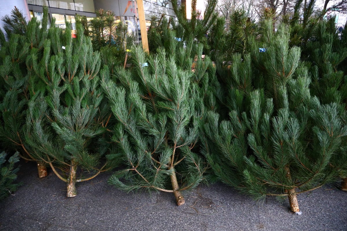 Prodej vánočních stromků