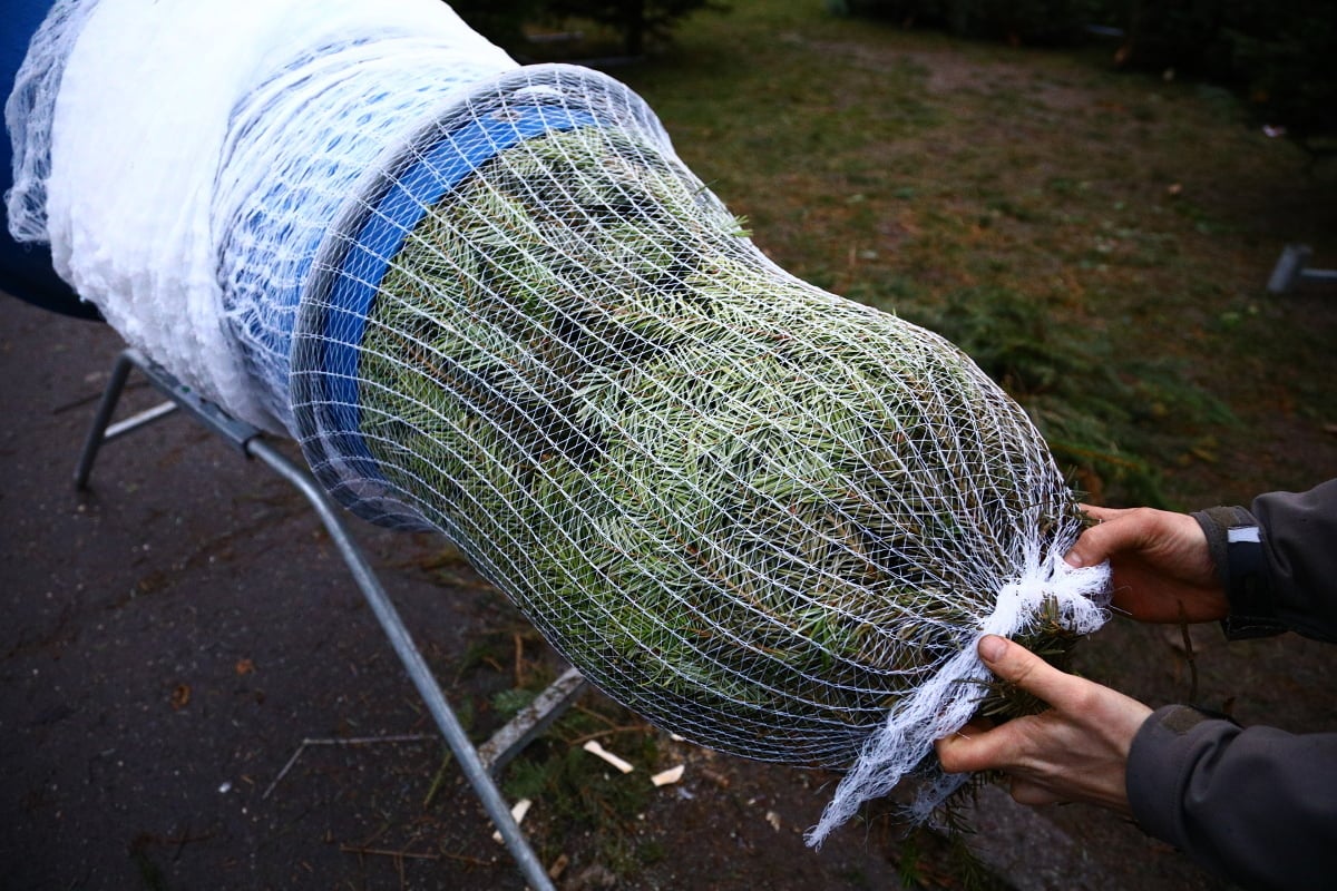 Prodej vánočních stromků