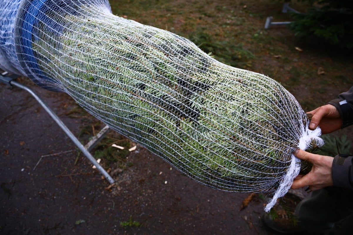 Prodej vánočních stromků