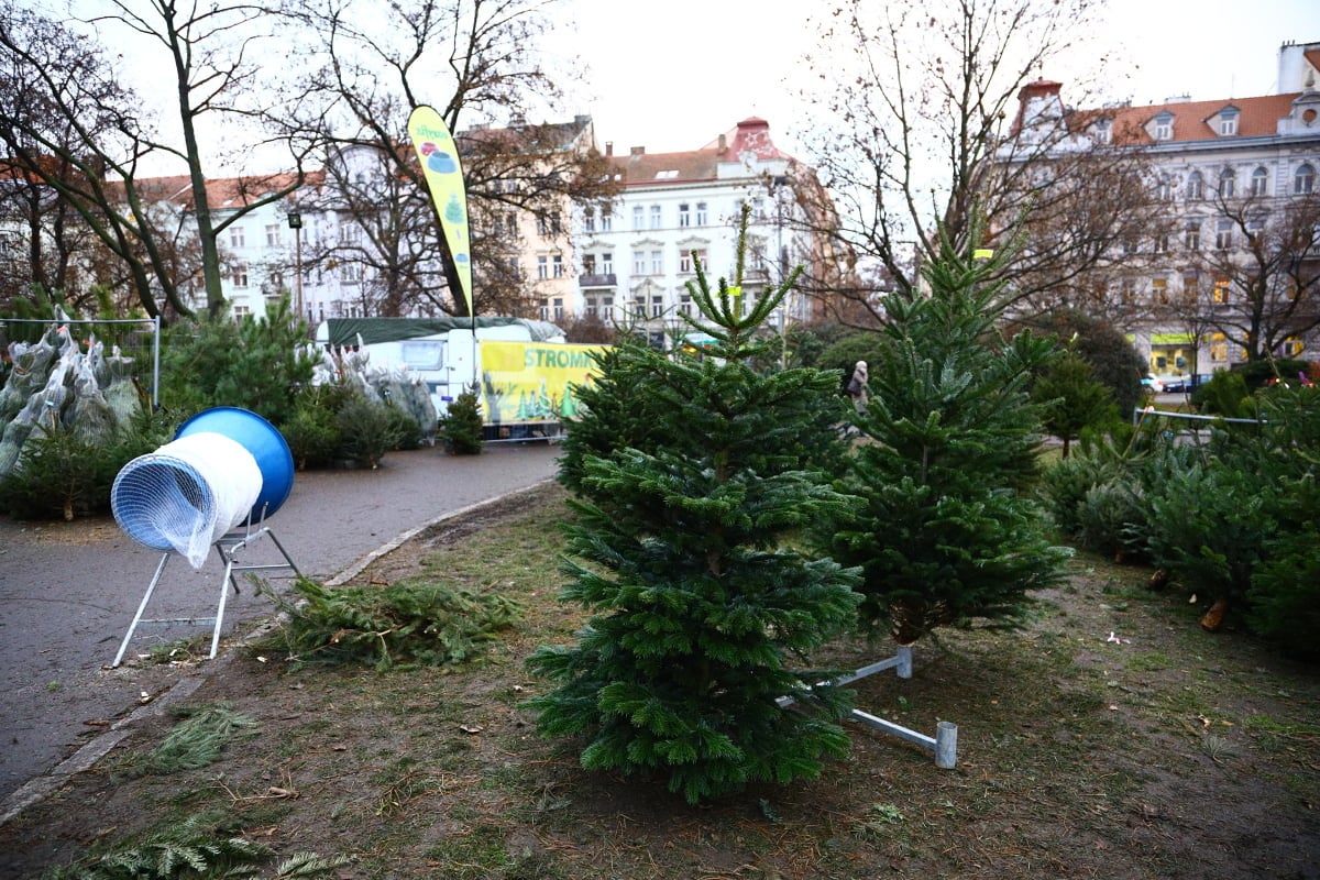 Prodej vánočních stromků