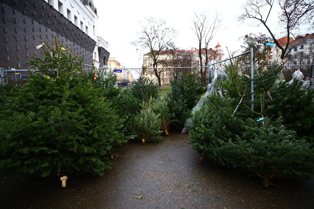 Prodej vánočních stromků
