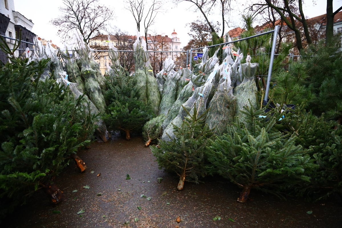 Prodej vánočních stromků