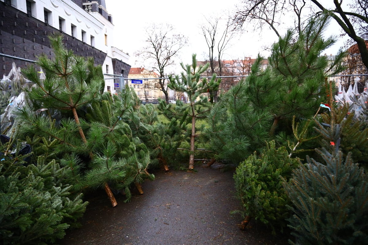 Prodej vánočních stromků