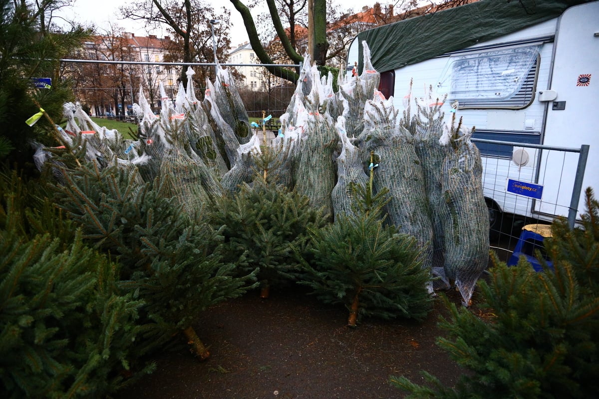 Prodej vánočních stromků