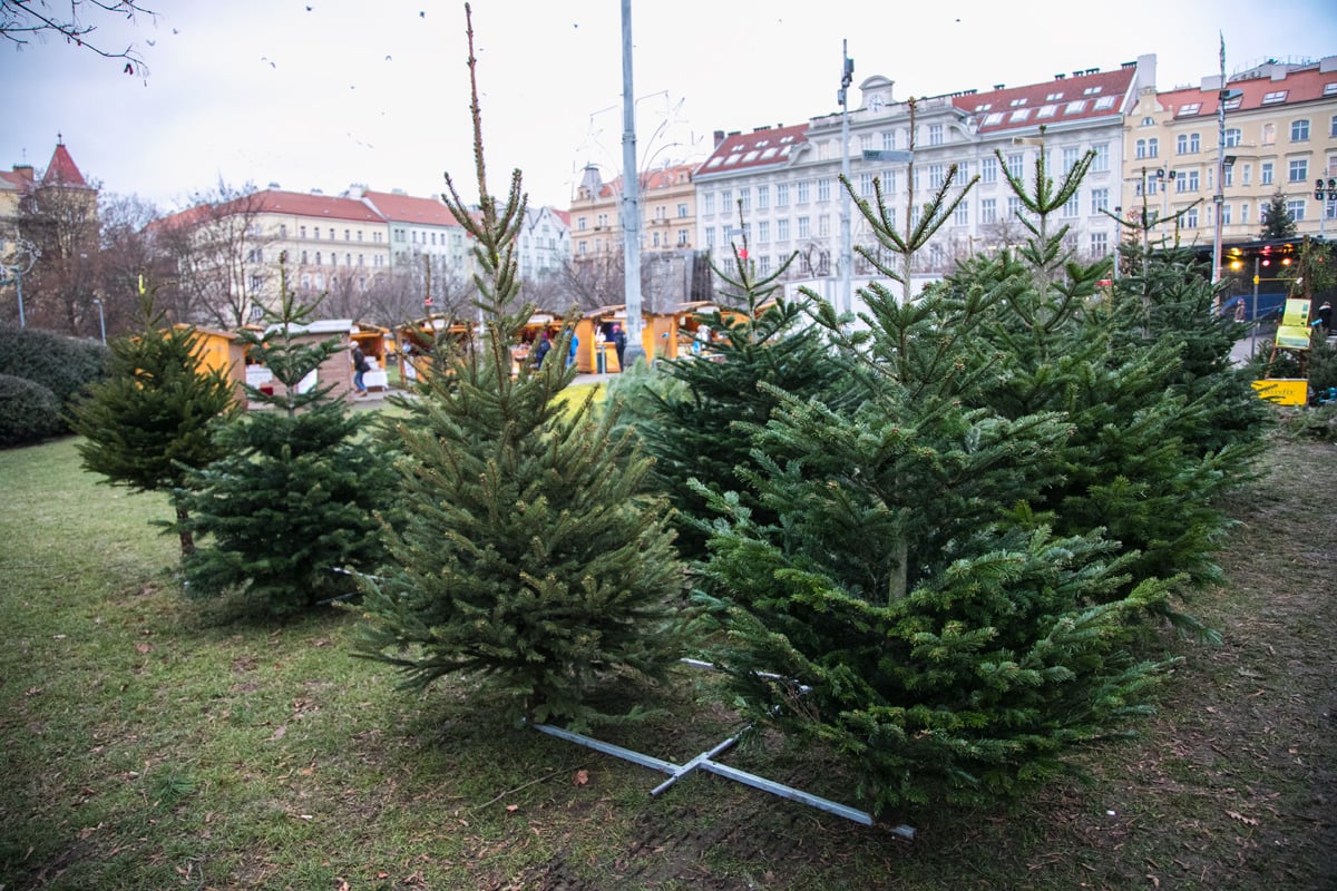 Prodej vánočních stromků