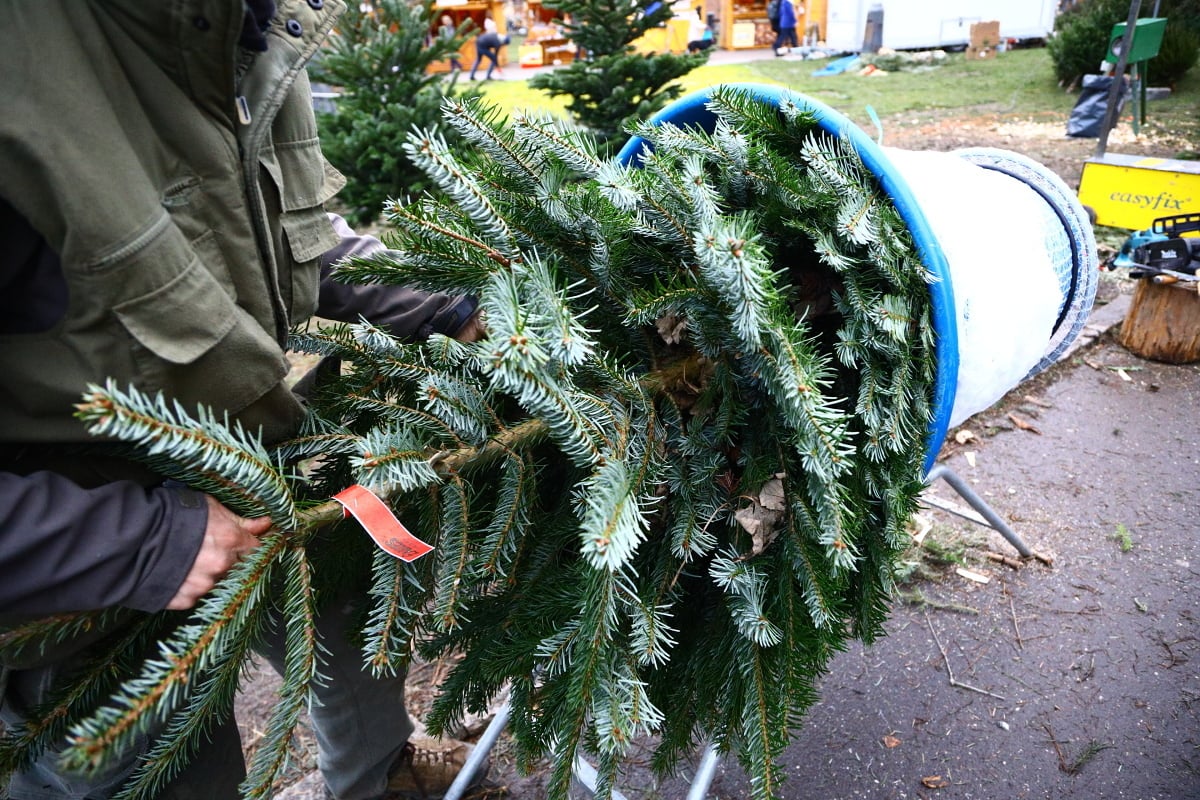 Prodej vánočních stromků