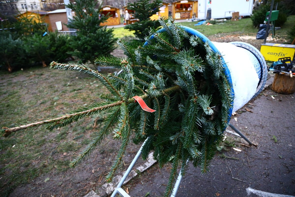 Prodej vánočních stromků