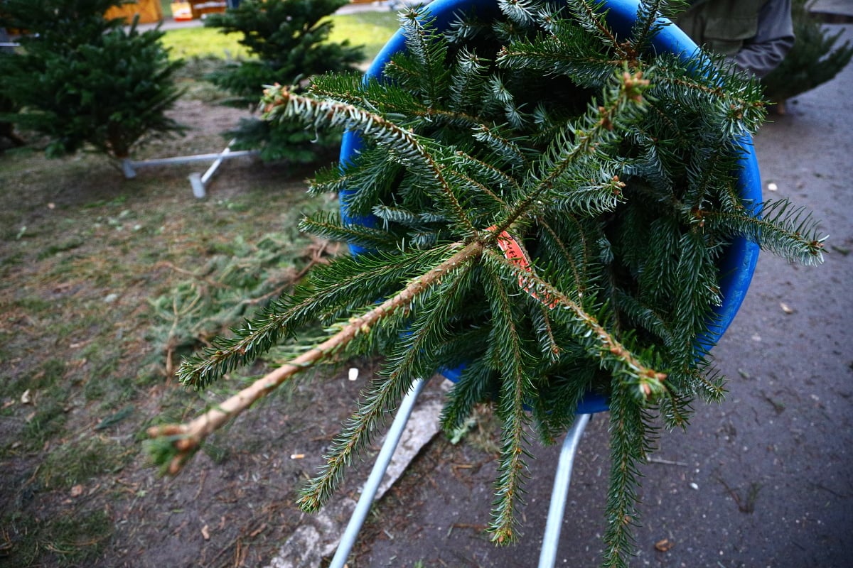 Prodej vánočních stromků