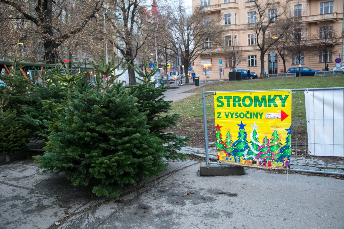 Prodej vánočních stromků
