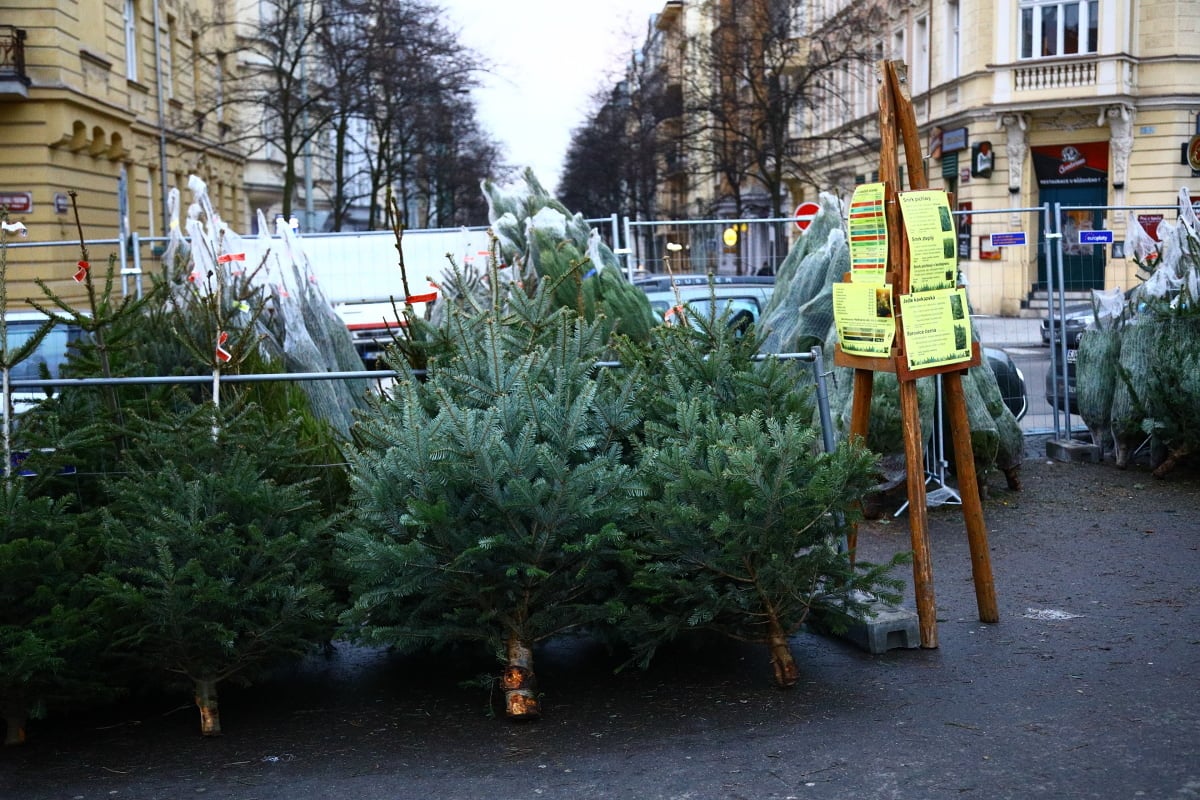 Prodej vánočních stromků