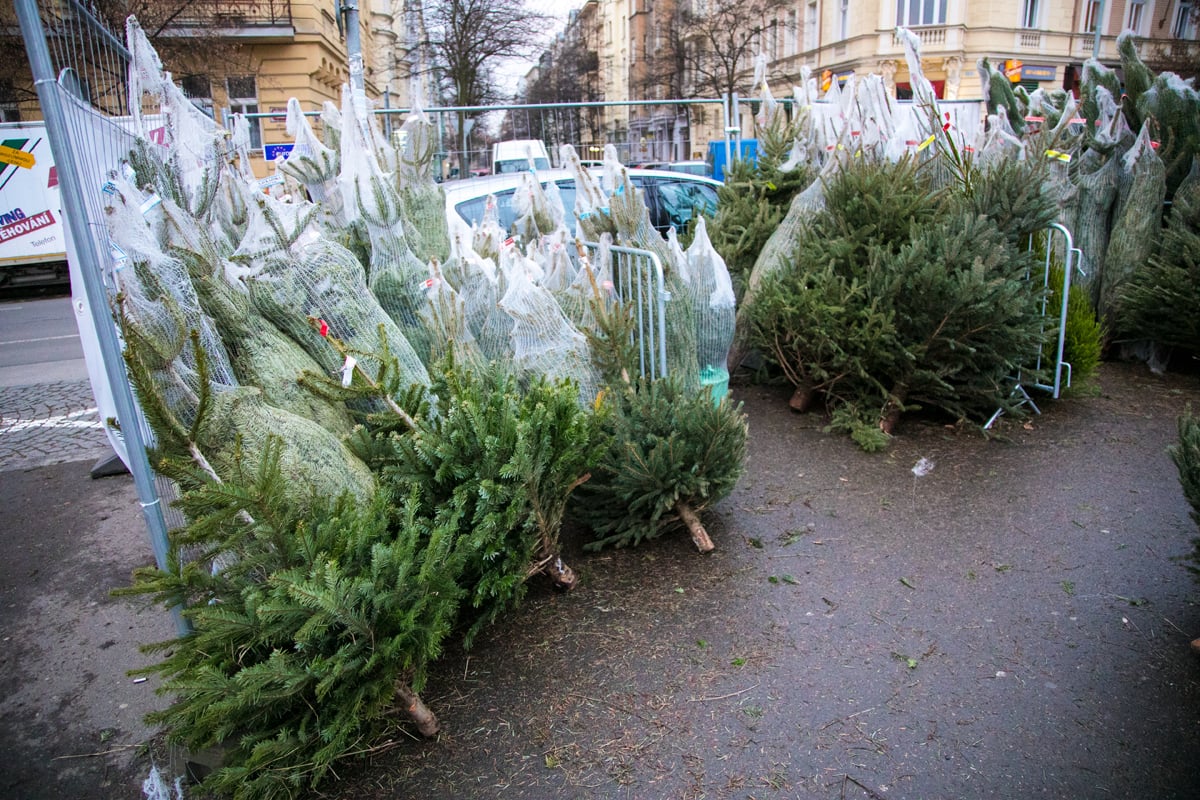 Prodej vánočních stromků