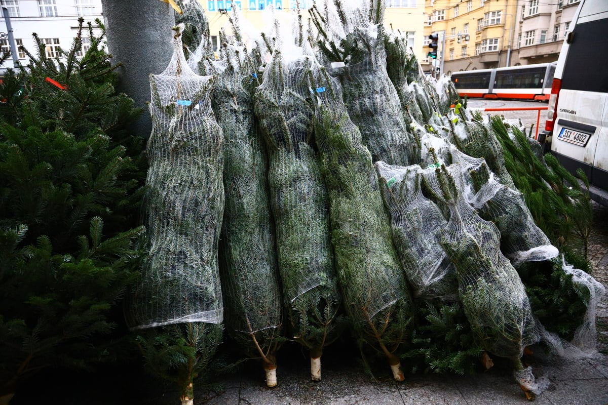 Prodej vánočních stromků