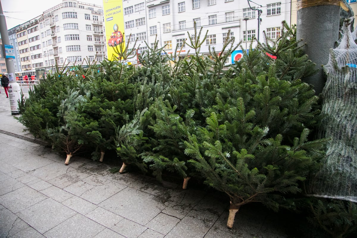 Prodej vánočních stromků