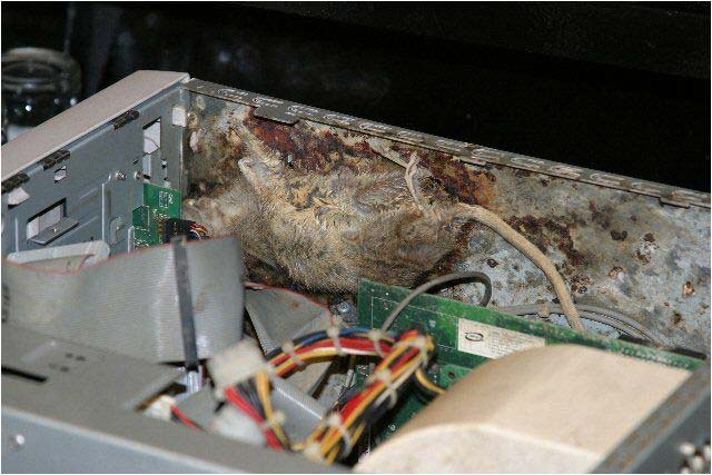 Další mrtvá myš, zjevně nejde o nic výjimečného.