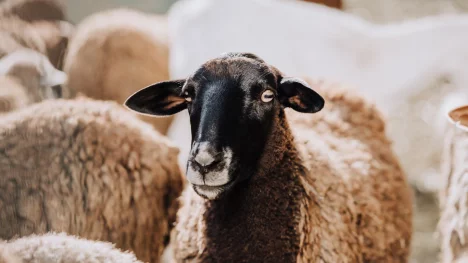 Náhledový obrázek - Daruji ovci, zn. bez porážky. Stáda australských farmářů vyrostla do neúnosných kapacit, zpracovatelé masa hlásí plno