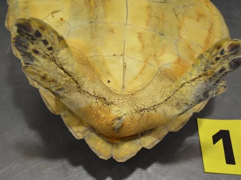 Nedovolené suvenýry z ciziny