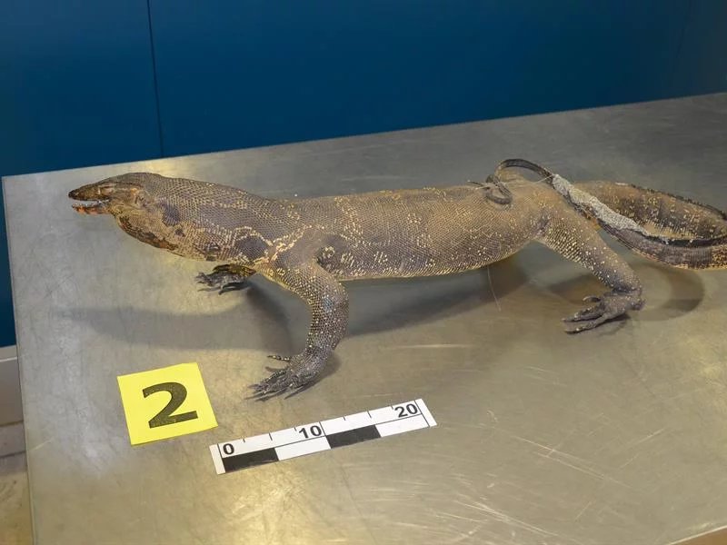 Nedovolené suvenýry z ciziny