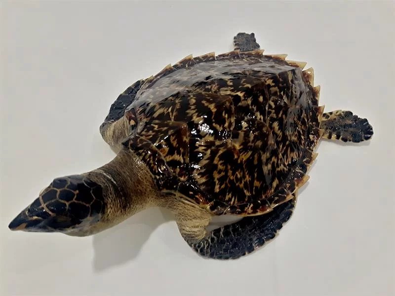 Nedovolené suvenýry z ciziny