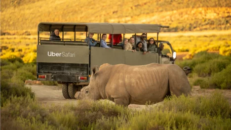 Náhledový obrázek - S Uberem za lvy a nosorožci. Nová služba jménem Safari nabídne zákazníkům výlet do jihoafrické divočiny