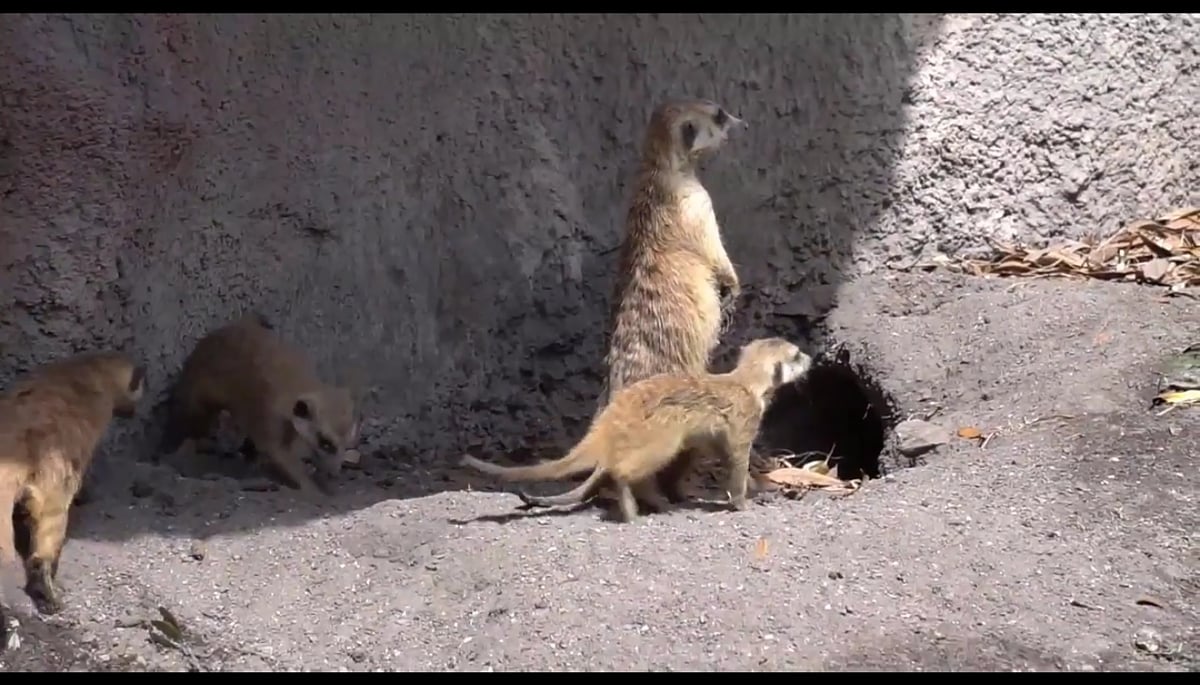 X5 Dual Boot Mini PC - Ukázky přehrávání médií