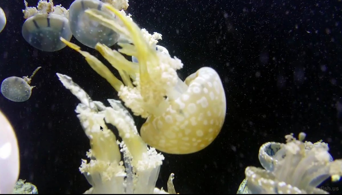 X5 Dual Boot Mini PC - Ukázky přehrávání médií