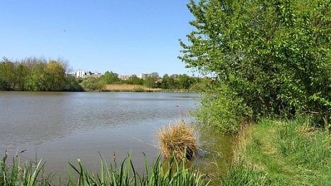 Náhledový obrázek - Sedm milionů za ochranu obojživelníků. Praha koupila Milíčovský rybník