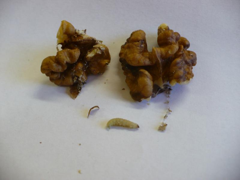 Častá svízel ořechů - škůdci a jejich pozůstatky