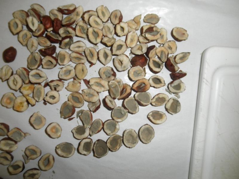 Častá svízel ořechů - škůdci a jejich pozůstatky