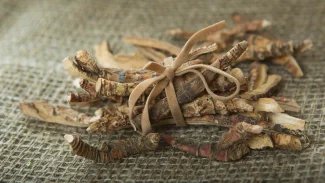 Náhledový obrázek - Puškvorec obecný roste ve stojatých a pomalu tekoucích vodách. Lidé sbírají hlavně jeho oddenky