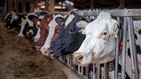 Náhledový obrázek - Pět největších výrobců mléka a masa tvoří víc emisí než ropní giganti