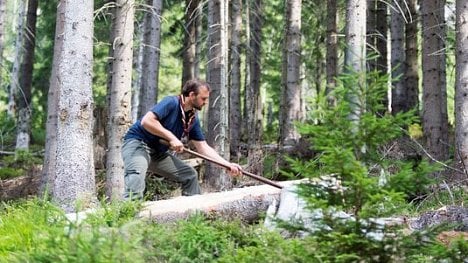 Náhledový obrázek - Peníze na dřevo: české lesy decimuje i přemnožená zvěř