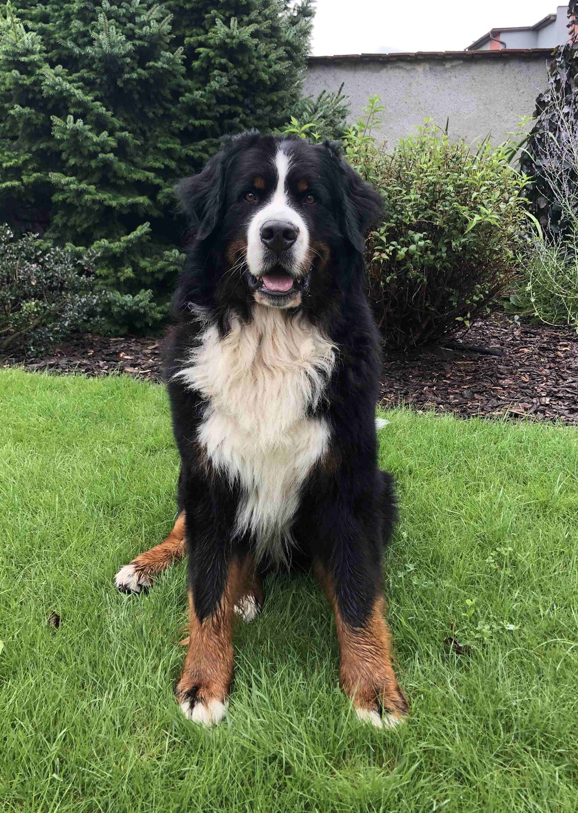 Danny měl srdeční červy, ale uzdravil se