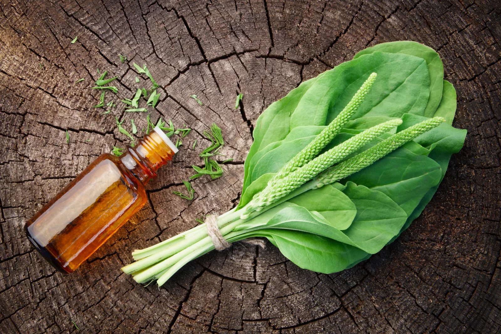 Jitrocel větší obsahuje látky, které prospívají lidskému zdraví. Vedle draslíku, beta karotenu, vitamínu B1 a C, vápníku a pektinu jsou to hlavně fytochemikálie. Semena jitrocele pak obsahují velké množství vlákniny.