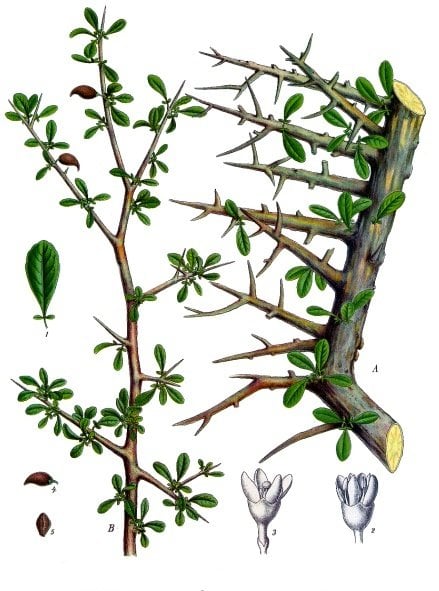 Myrha, Commiphora myrrha