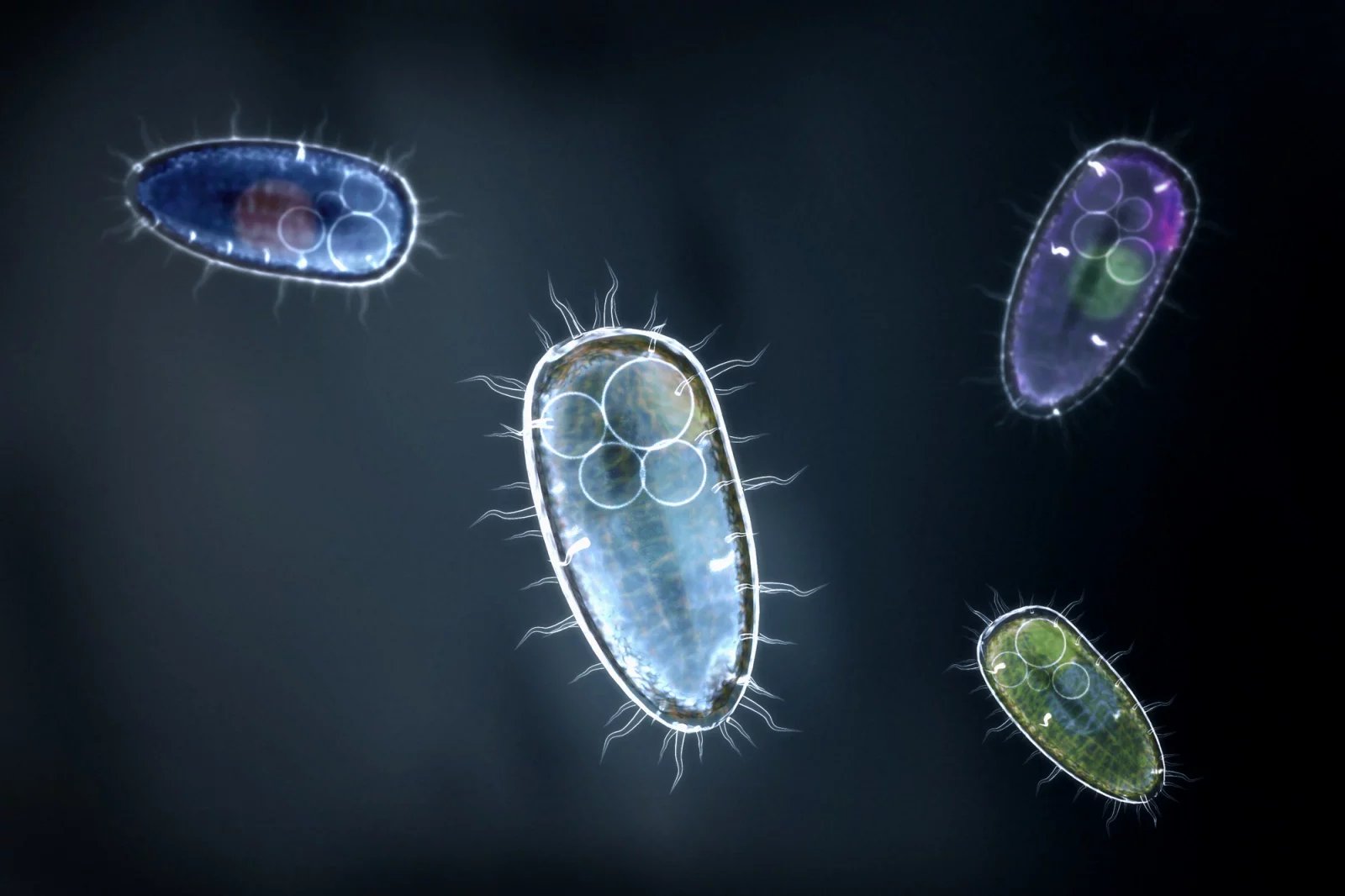 Zdrojem zdravotních problémů jsou spirálovité, gramnegativní, termofilní bakterie z rodu Campylobacter. Až 80 % lidských kampylobakterióz v Evropě způsobuje varianta Campylobacter jejuni, zatímco v 8 % případů bývá na vině Campylobacter coli.