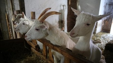 Náhledový obrázek - Kozy jsou citlivá komodita. K byznysu snů mají ale daleko