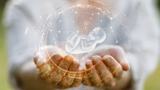 Embryo