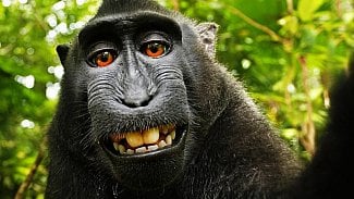 Opice selfie