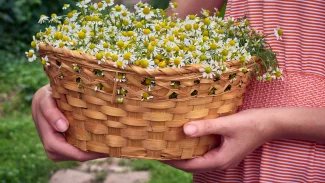 Náhledový obrázek - Pěstování heřmánku je možné na zahradě i v interiéru. Semena potřebují dostatek světla a vláhy