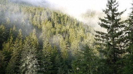 Náhledový obrázek - O třetinu více lesů. Klima by mohlo zachránit vysazování stromů, tvrdí studie